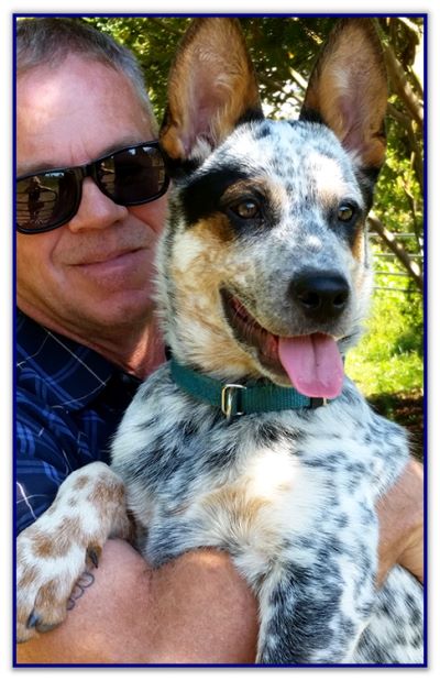Puppies 4 Sale!!! Puppies 4 Sale!!!
NSDR Registered Australian Shepherds
Australian Shepherd/Border Collie Mix